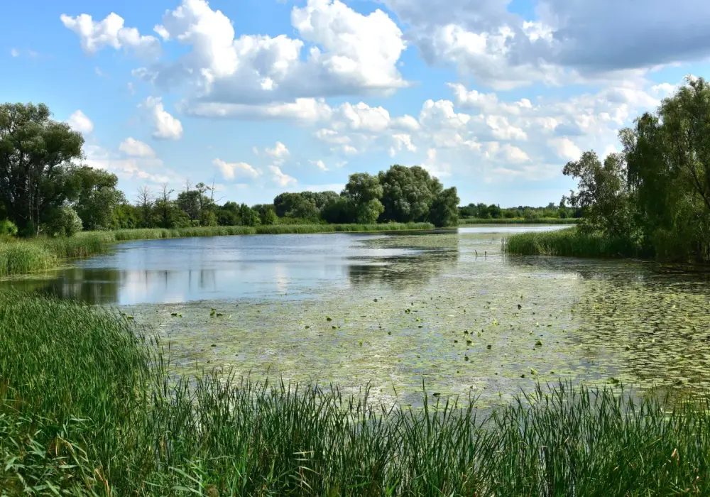 Jezioro Powsinkowskie: najlepsze atrakcje i sposoby na relaks w Wilanowie