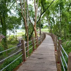 Jak zwiedzić ścisły rezerwat Białowieży bez przewodnika? Poradnik