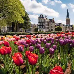 Keukenhof: Ogród tradycyjny w Holandii do zobaczenia