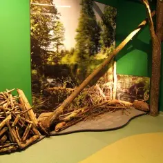 Co ciekawego kryje Muzeum Wigierskie? Odkrywamy jego sekrety!