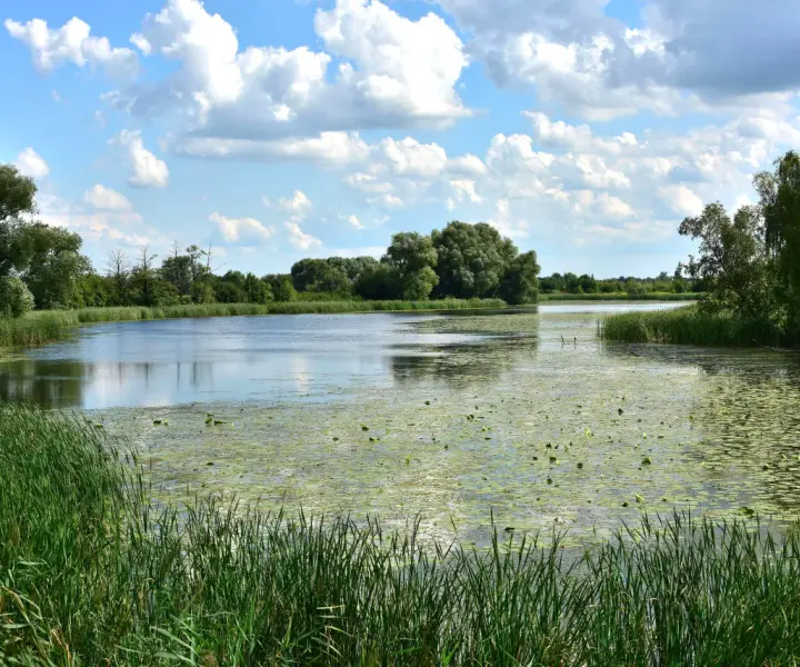 Jezioro Powsinkowskie: najlepsze atrakcje i sposoby na relaks w Wilanowie